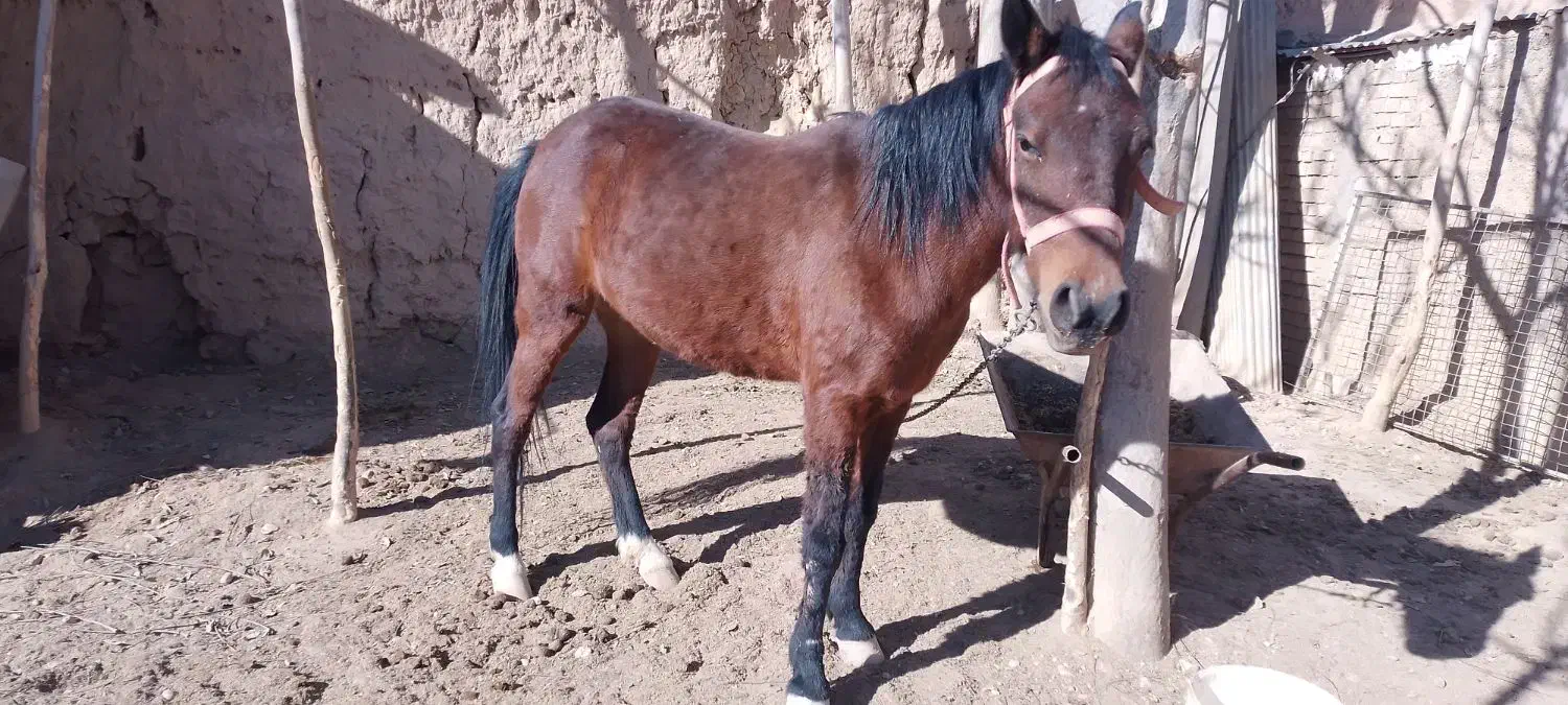 حیوانات|اسب و تجهیزات اسب‌سواری|شاهرود, |دیوار