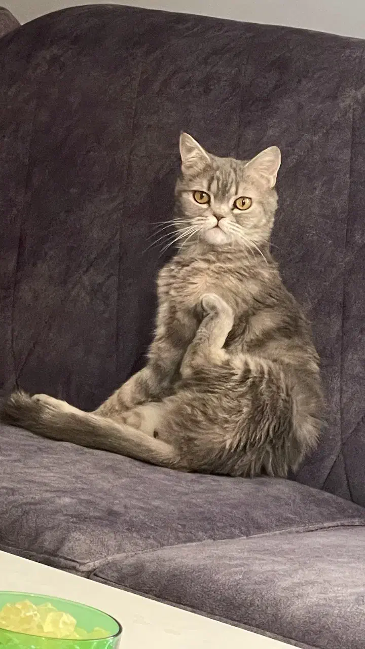 واگزاری گربه اسکاتیش|گربه|ابریشم, |دیوار