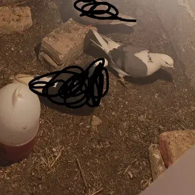 کبوتر رفتنی|حیوانات|خوی, |دیوار