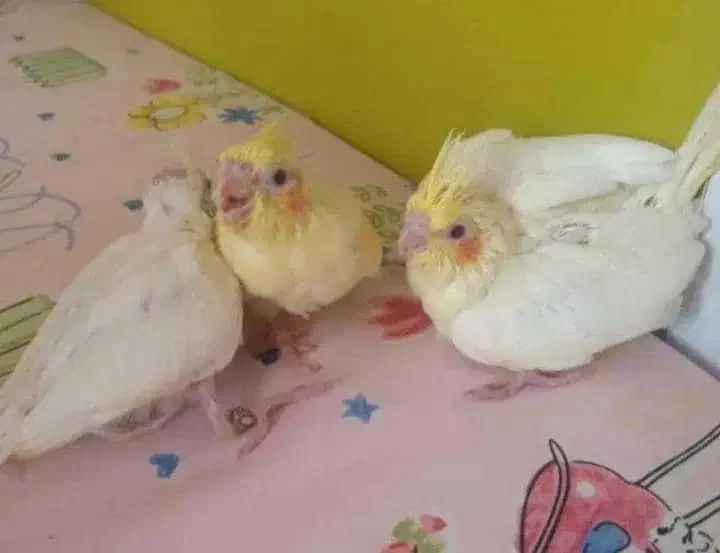 عروس هلندی|پرنده|خرمشهر, |دیوار