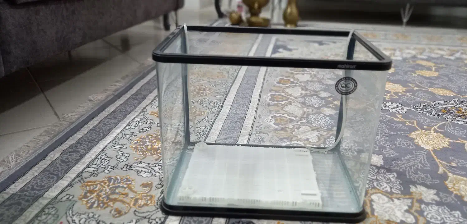 آکواریوم|ماهی|ری, علایین|دیوار