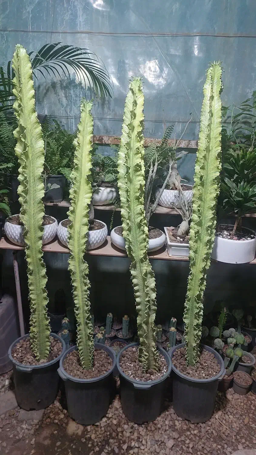 گلخانه ترنج. خیابان آزادکان(کوچه حمام شیک)|گل و گیاه طبیعی|شاهرود, |دیوار