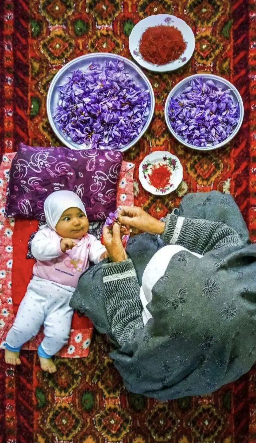 زعفران ناب قائنات، مستقیم از دل مزرعه تا دست شما|خوردنی و آشامیدنی|تهران, عباسی|دیوار