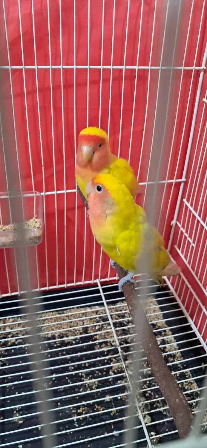 فروش فوری طوطی برزیلی(کوتوله برزیلی)|پرنده|قائم‌شهر, |دیوار