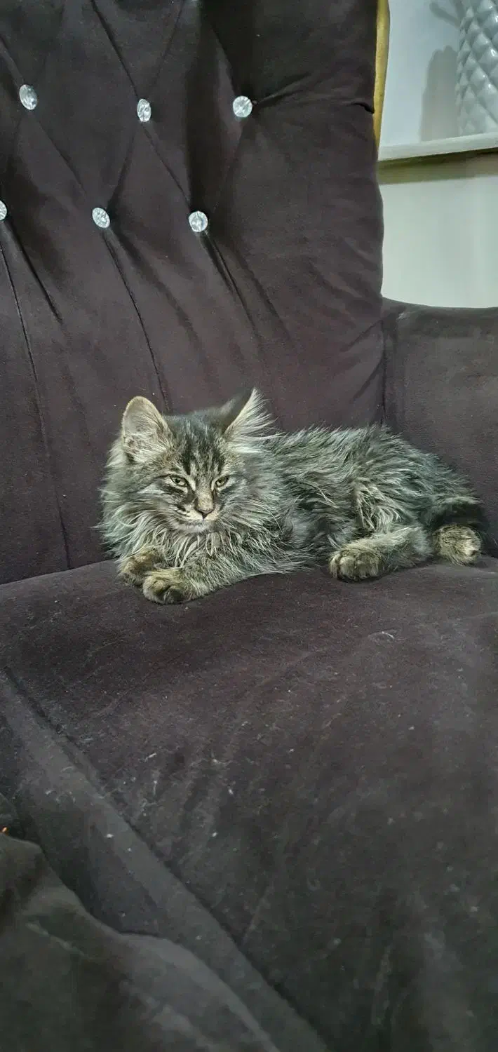 بچه گربه|گربه|مشهد, نظام دوست|دیوار