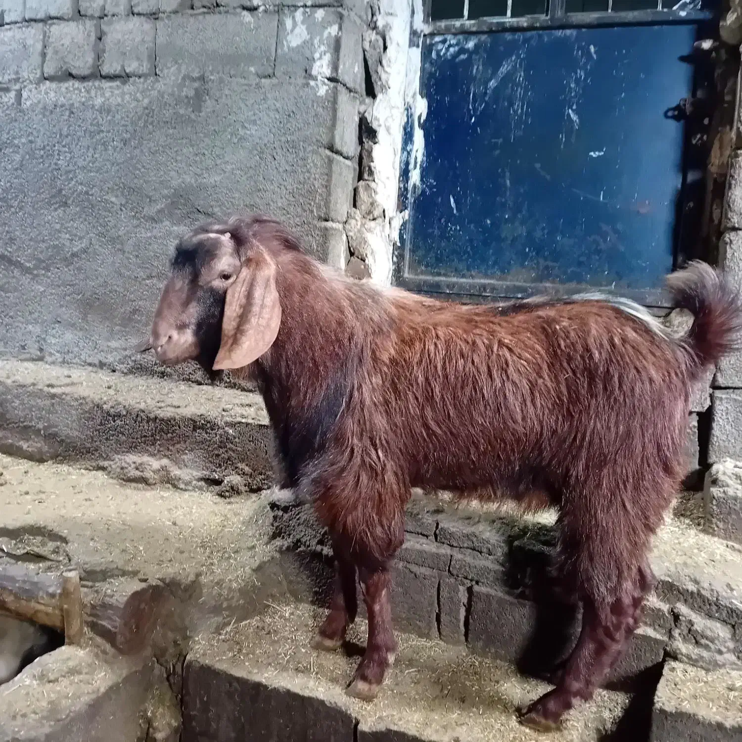 بزغاله|حیوانات مزرعه|امام, |دیوار