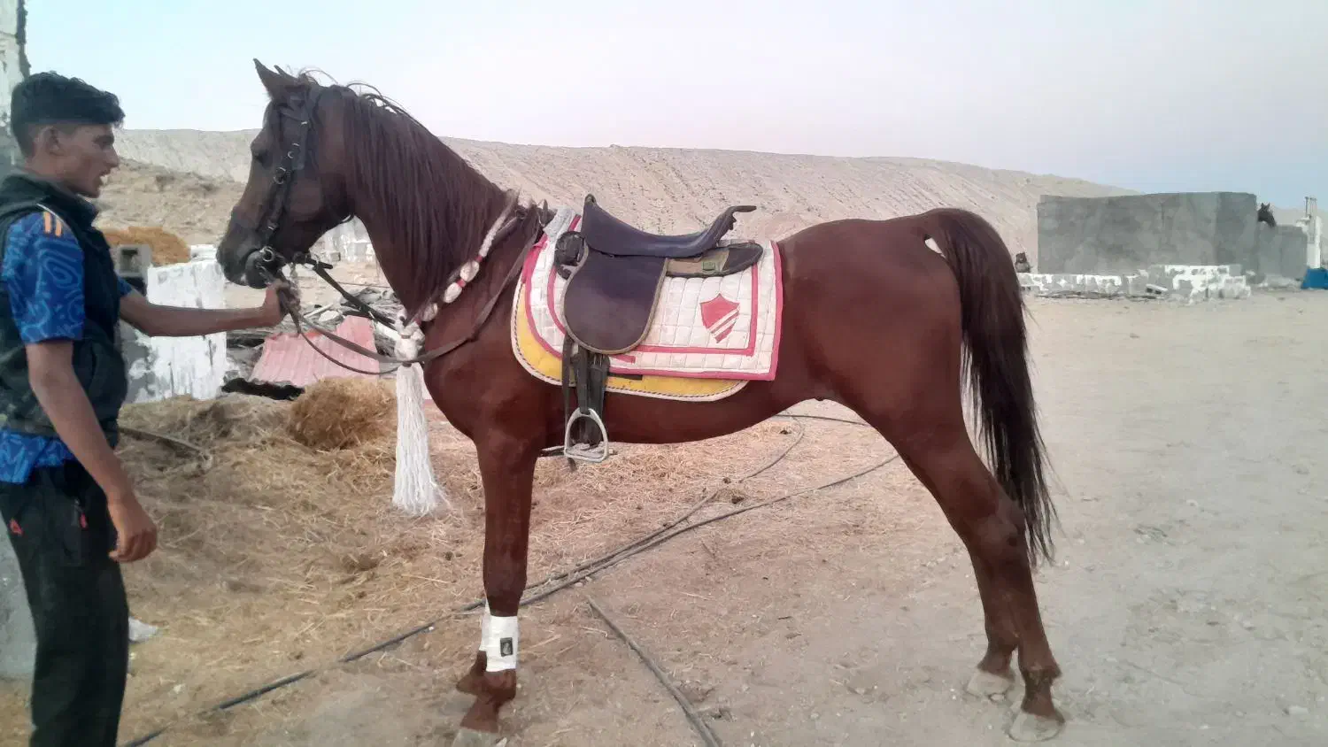 شبدیز نریون عرب در سیلمی|اسب و تجهیزات اسبسواری|ارد, |دیوار