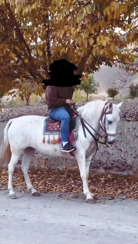 مادیان ۶ دانگ اصیل کرد|اسب و تجهیزات اسب‌سواری|سنندج, |دیوار