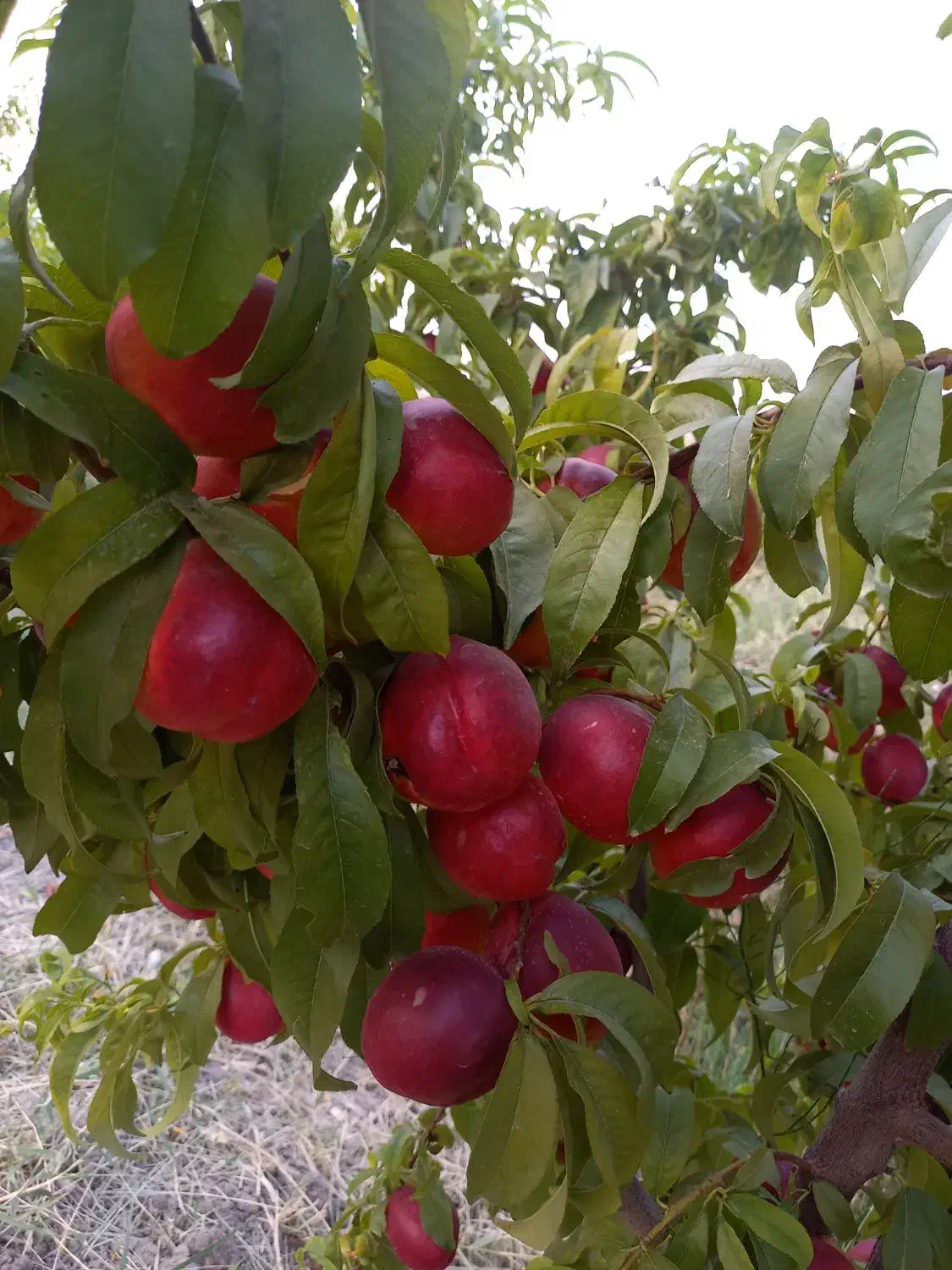 باغ|فروش دفتر صنعتی، کشاورزی، تجاری|گهواره, |دیوار