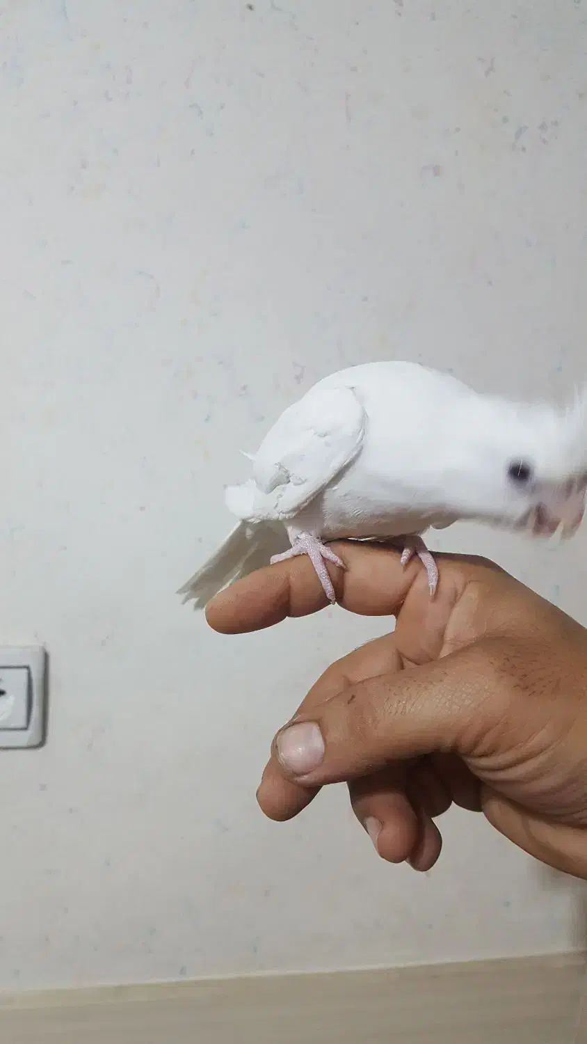 جوجه عروس|پرنده|دزفول, |دیوار