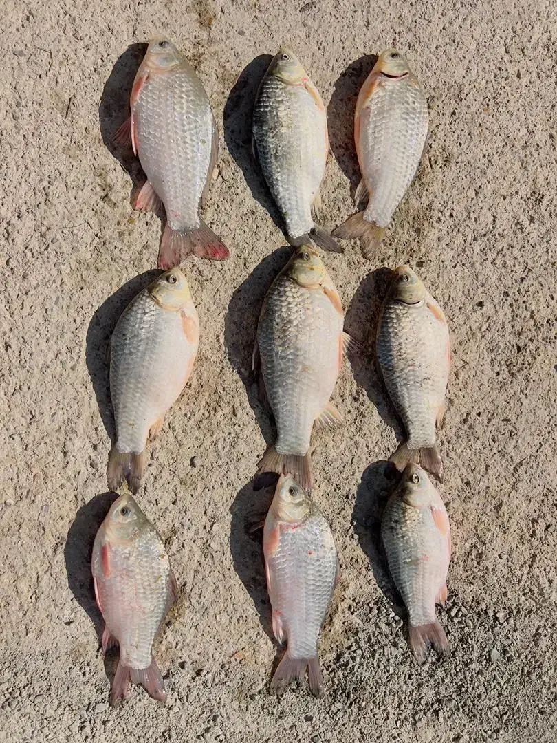 ماهی های آراز تازه|ماهی|مرند, |دیوار