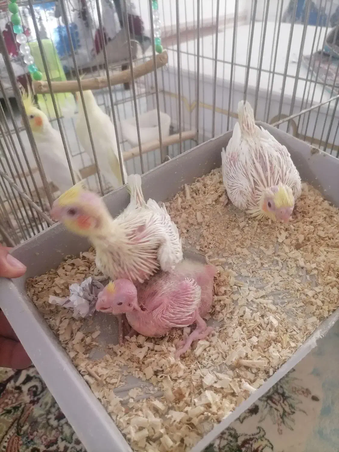 سرلاکی لوتینو و عروس مولد 1.700|پرنده|قیدار, |دیوار