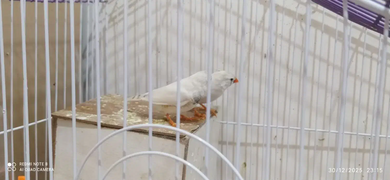 فنچ|پرنده|پردیس, فاز ۱۱|دیوار