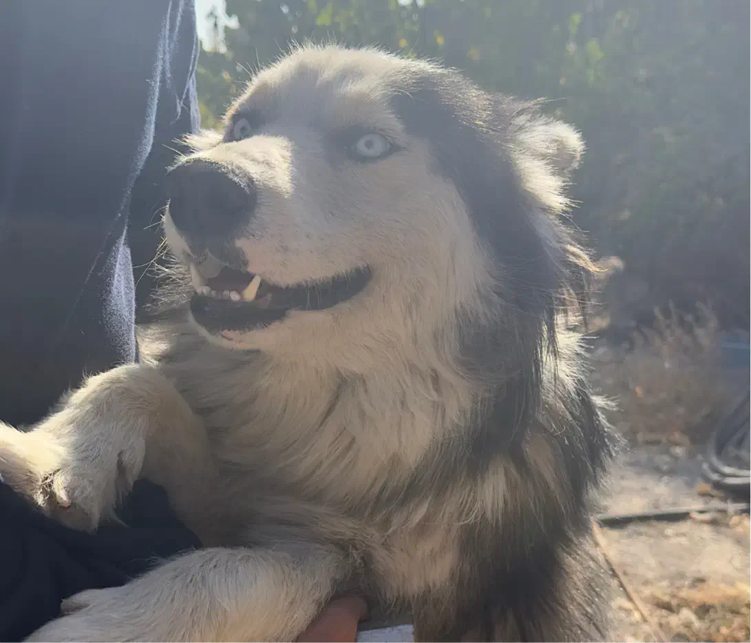 سگ هاسکی چشم یخی|سگ|مشهد, نیروی هوایی|دیوار