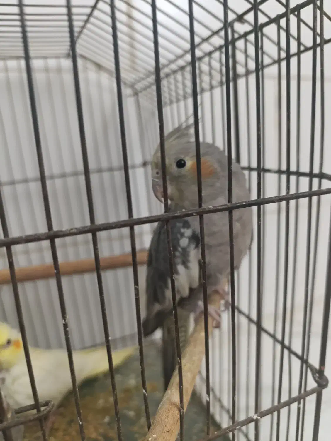 طوطی عروس|پرنده|قزوین, |دیوار