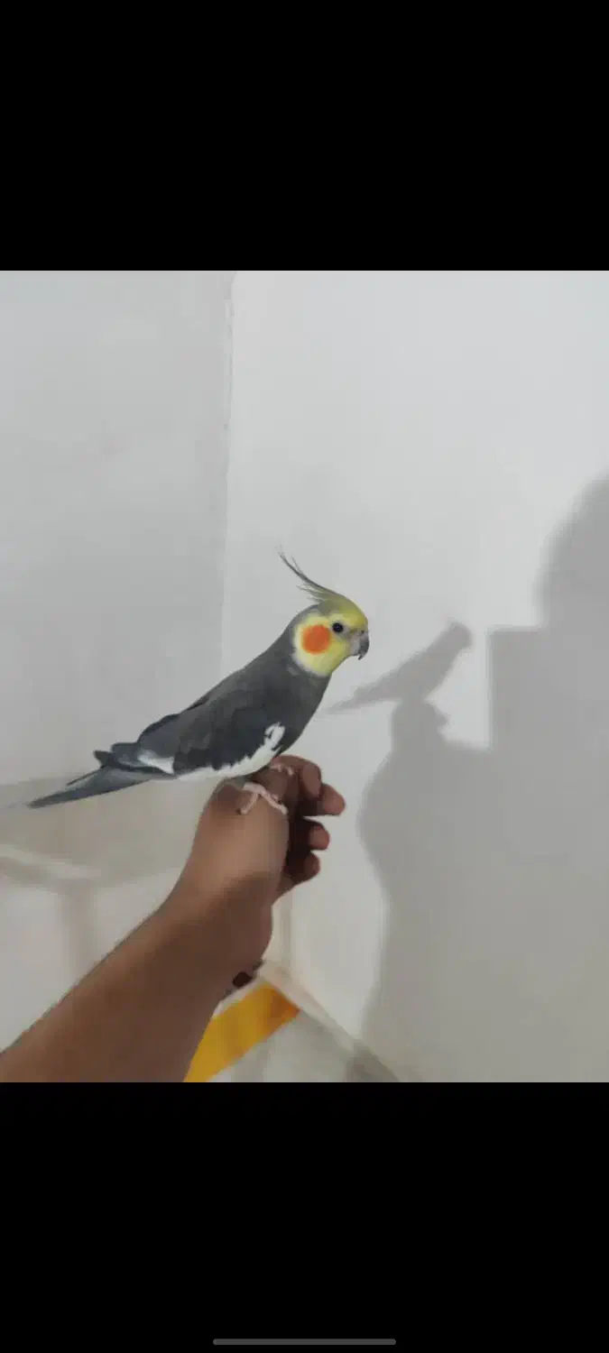 عروس هلندی|پرنده|اهواز, کمپلو جنوبی|دیوار