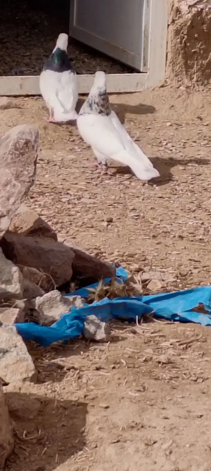 کبوتر|پرنده|درمیان, |دیوار