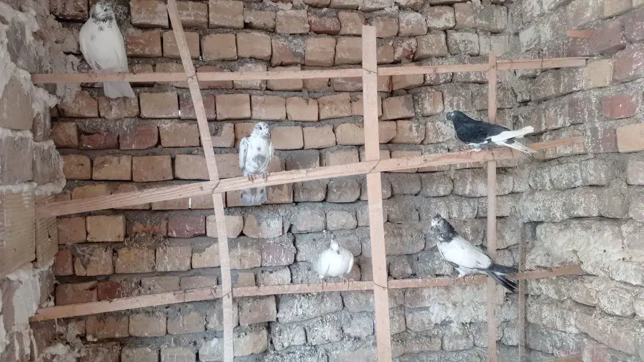 کبوترفروشی|پرنده|کاشان, دشت لتحر|دیوار