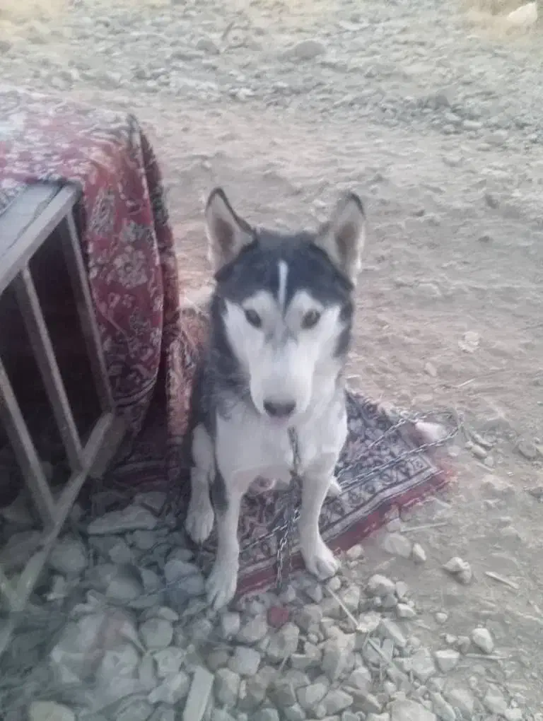 سگ هاسکی|سگ|اسلامیه, |دیوار