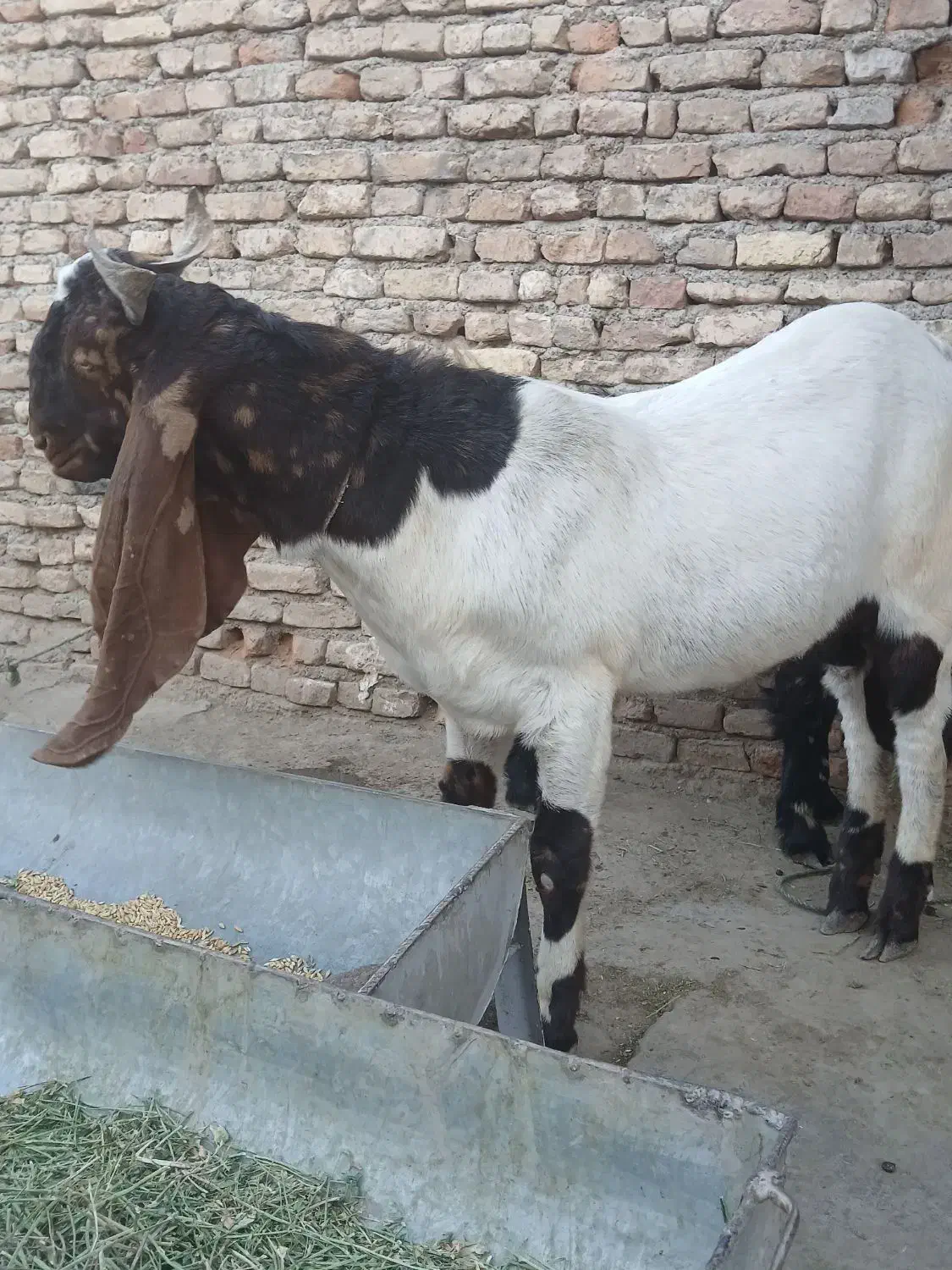 تکه پاکستانی از نژاد چندقلوزایی|حیوانات مزرعه|گنبد کاووس, |دیوار