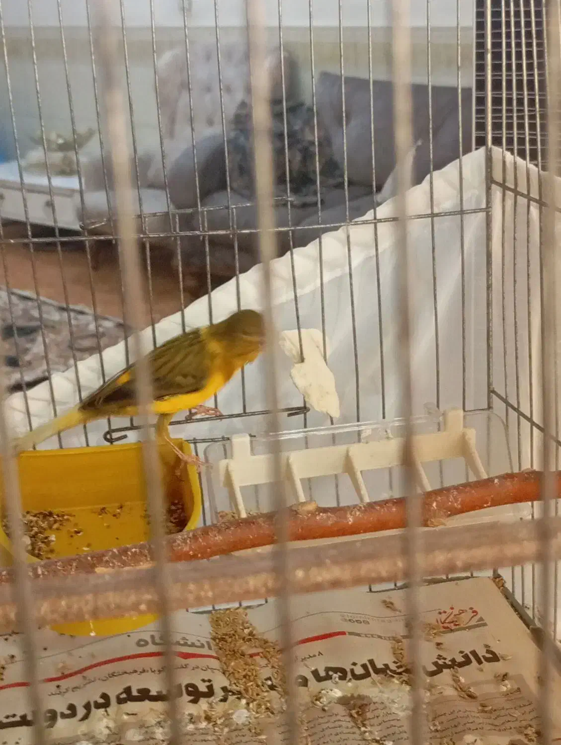 قناری نر|پرنده|نسیم‌شهر, |دیوار