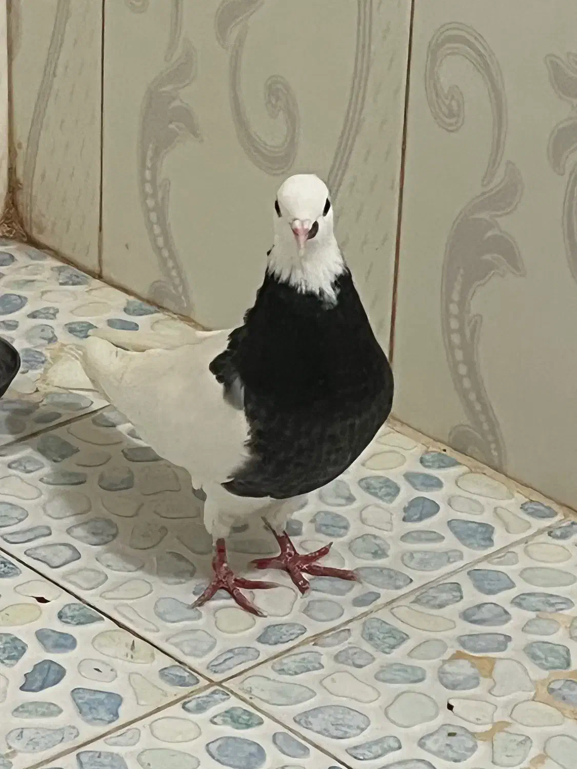 کبوتر طوقی|پرنده|تربت جام, کلالی|دیوار