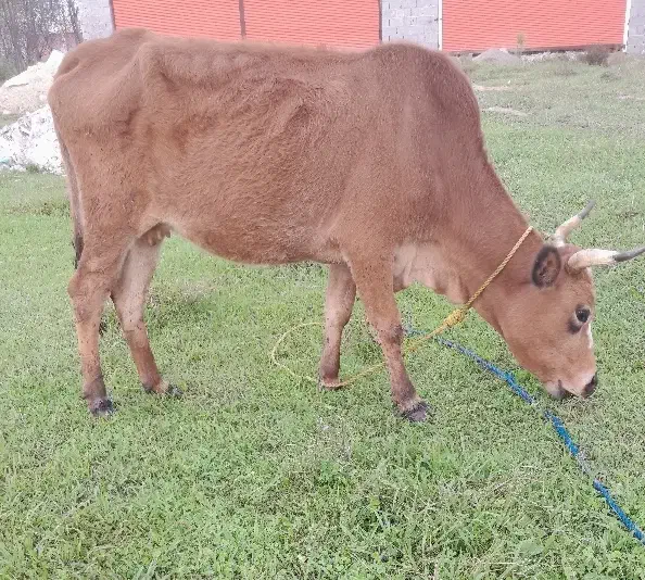 گاو گیل دورگ ۳ماه حامله|حیوانات مزرعه|رشت, حومه رشت|دیوار