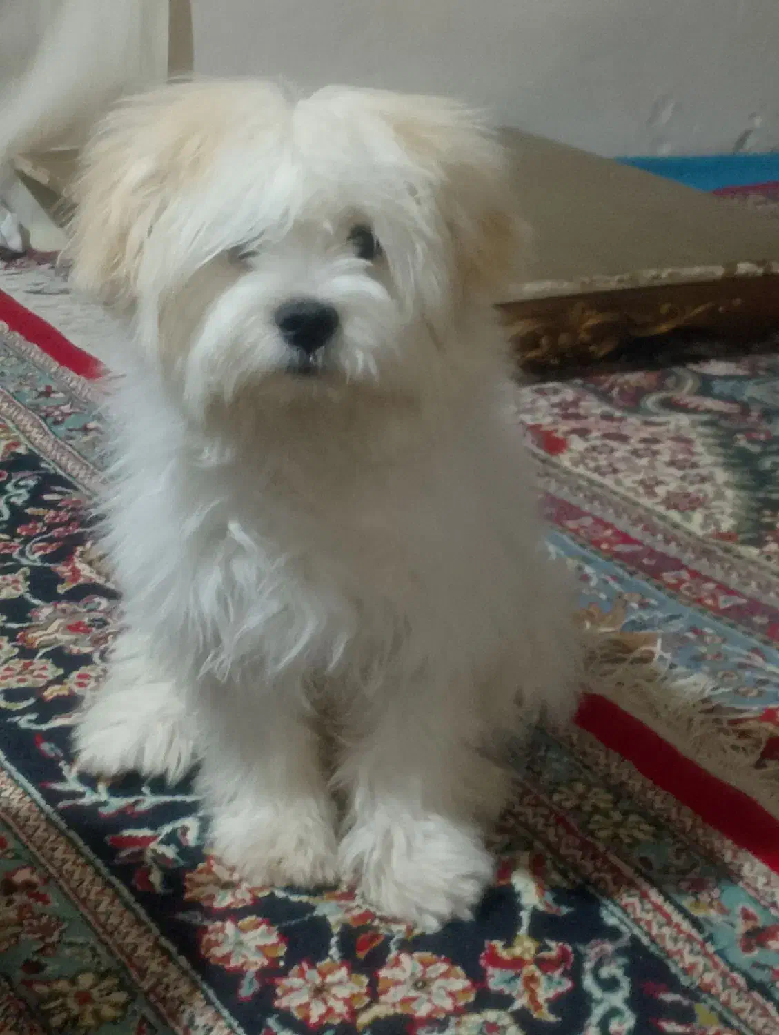 واگذاری سگ|سگ|دهگلان, |دیوار