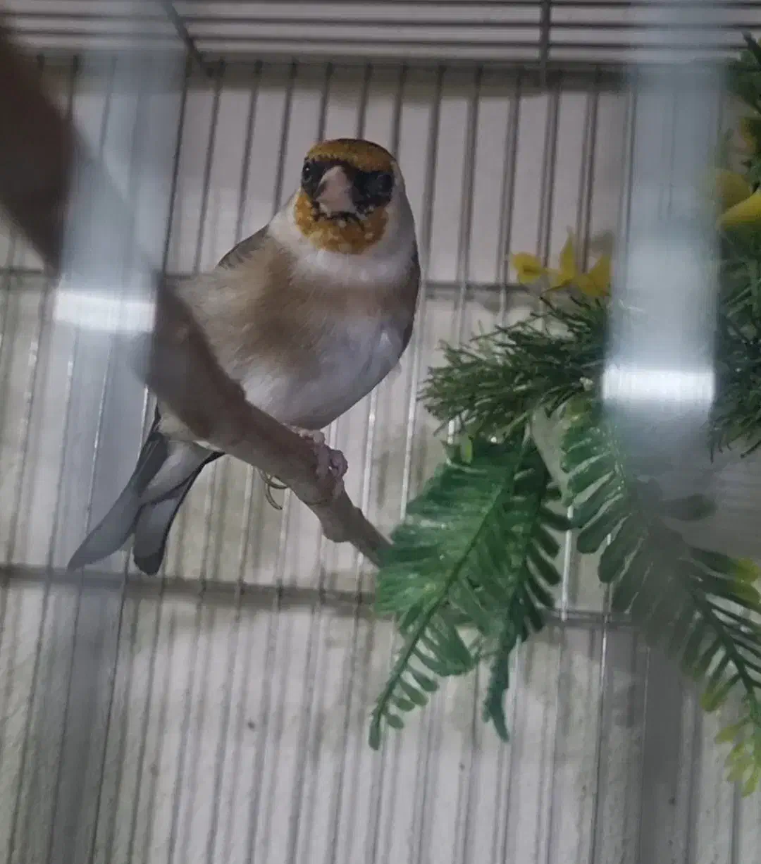 سهره ماده لک وپیس|پرنده|اسلام‌شهر, شهرک امام حسین (میان آباد)|دیوار