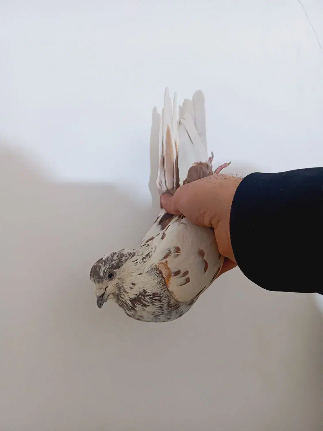 کفتر غریب گیری همه عالی شب گیر|پرنده|چهاردانگه (تهران), |دیوار