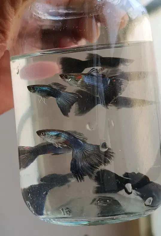 فروش ماهی گوپی نژاد های مختلف|ماهی|نیشابور, شهرآرا|دیوار