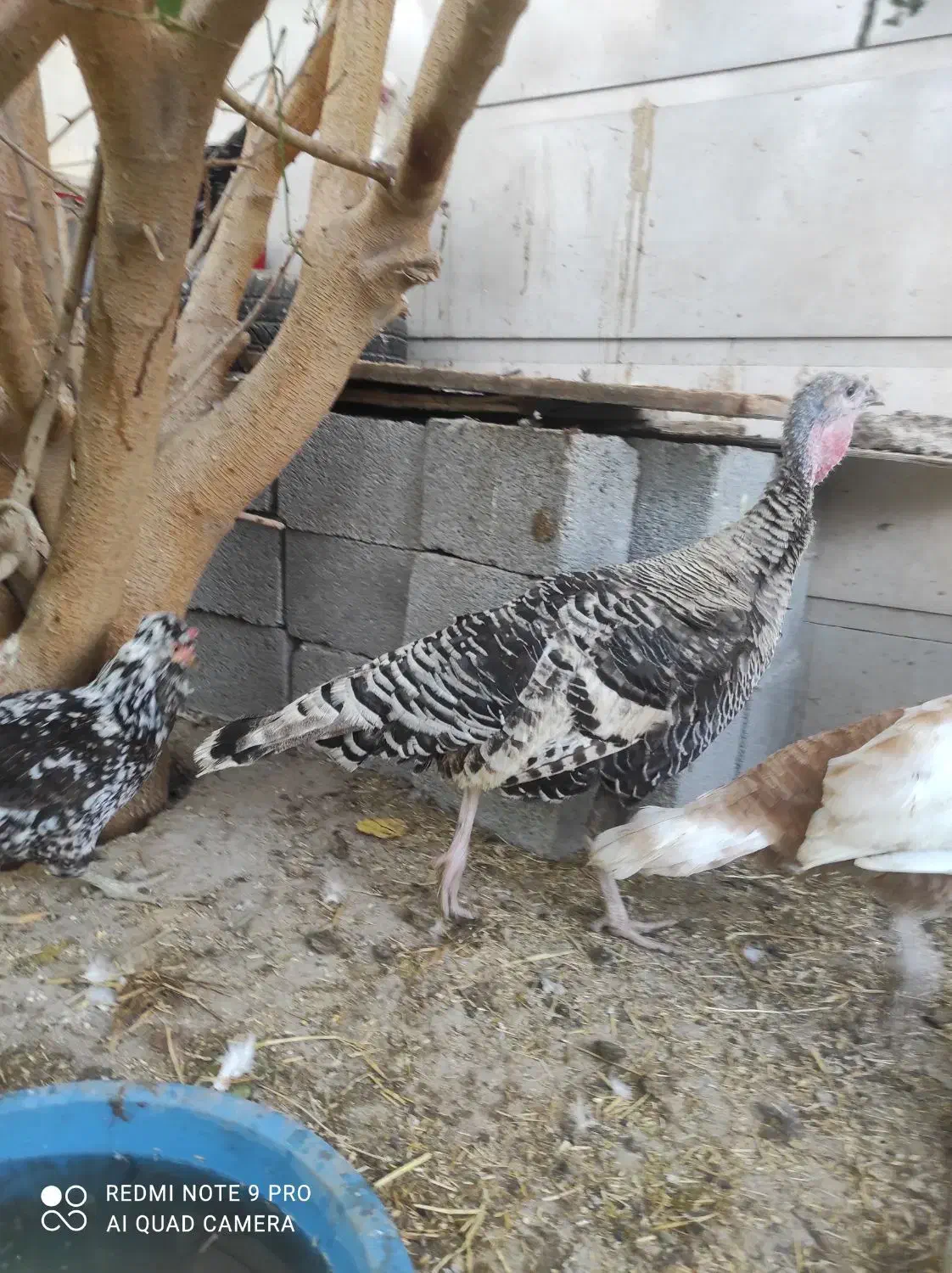 بوقلمون ماده|حیوانات مزرعه|بندر گناوه, |دیوار