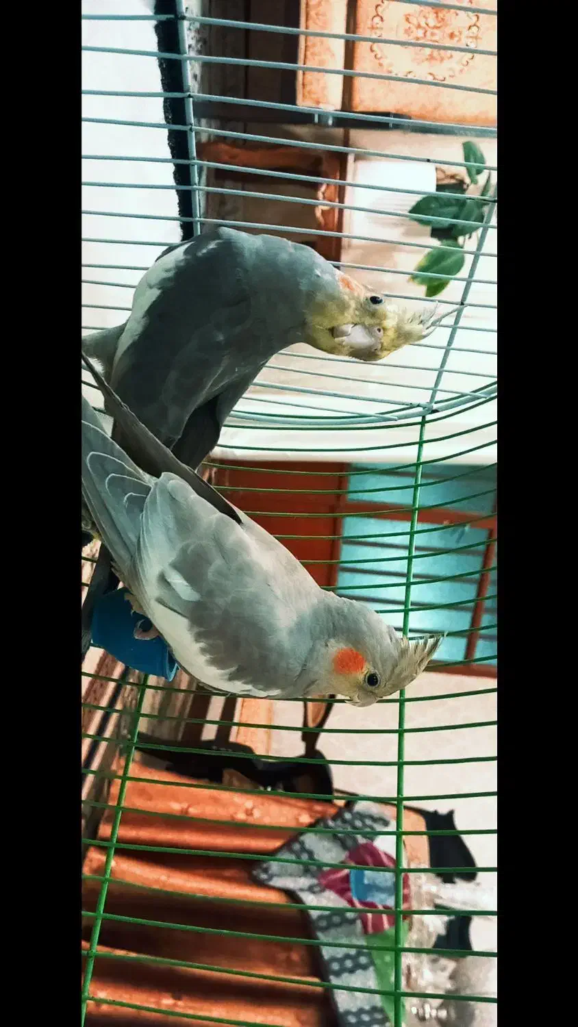 عروس هلندی. کفتر، مرغ، خروس، سگ|پرنده|بم, |دیوار