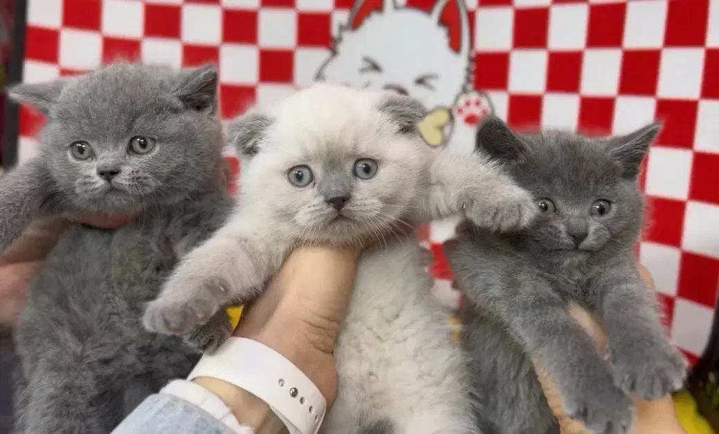 Kitten|گربه|تهران, تهرانسر مرکزی|دیوار