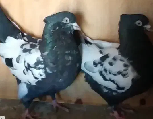 سینه سیاه|پرنده|گلبهار, نوبهار|دیوار