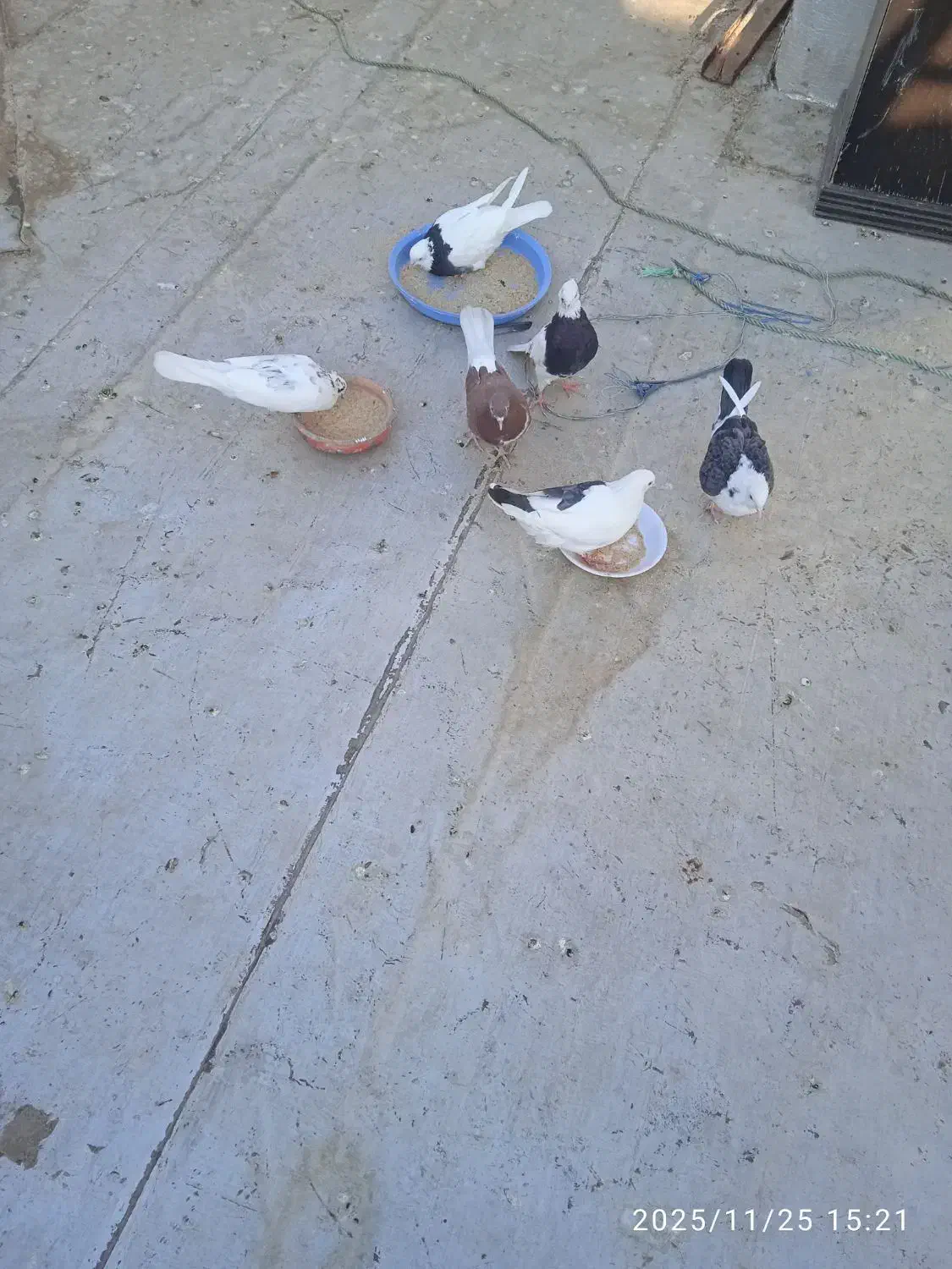 کبوتر|پرنده|قم, پردیسان|دیوار