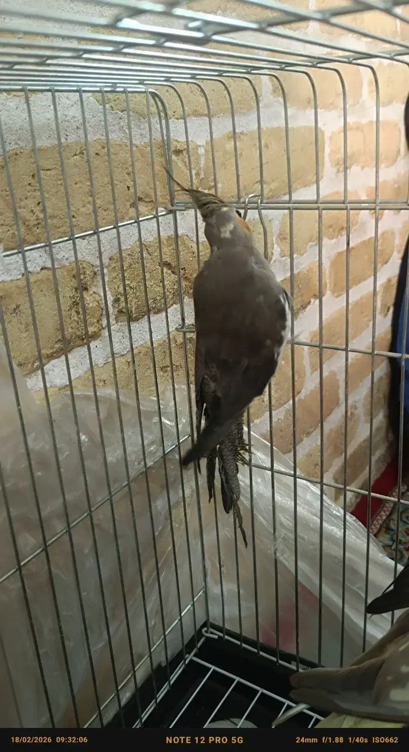 عروس هلندی|پرنده|یزد, |دیوار