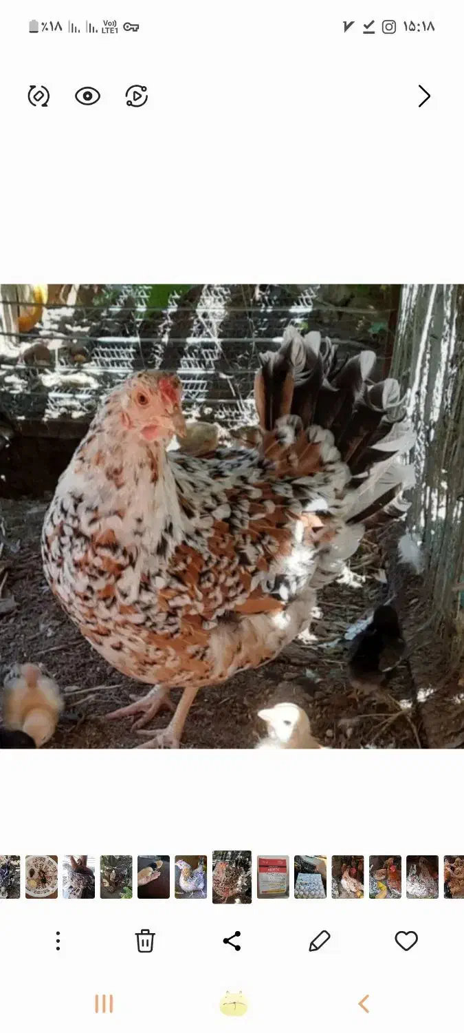 فروشی یکجا|حیوانات مزرعه|رفسنجان, |دیوار