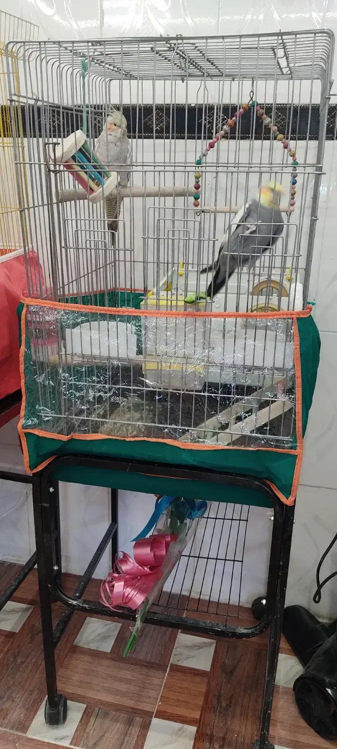 فروش جفت عروس هلندی|پرنده|مرودشت, پشت سایپا‎|دیوار