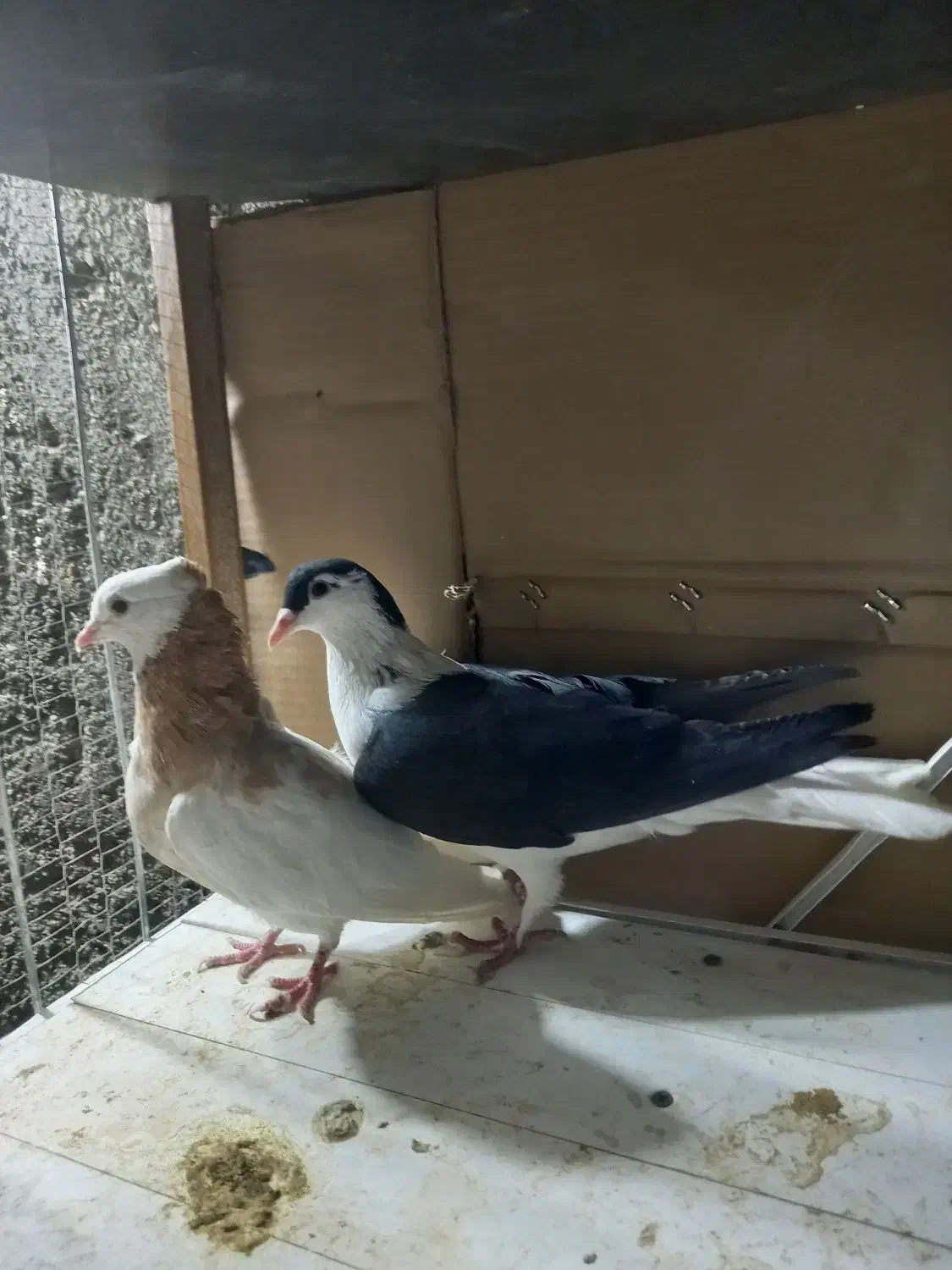 کفتر صید|پرنده|مشهد, چهنو|دیوار