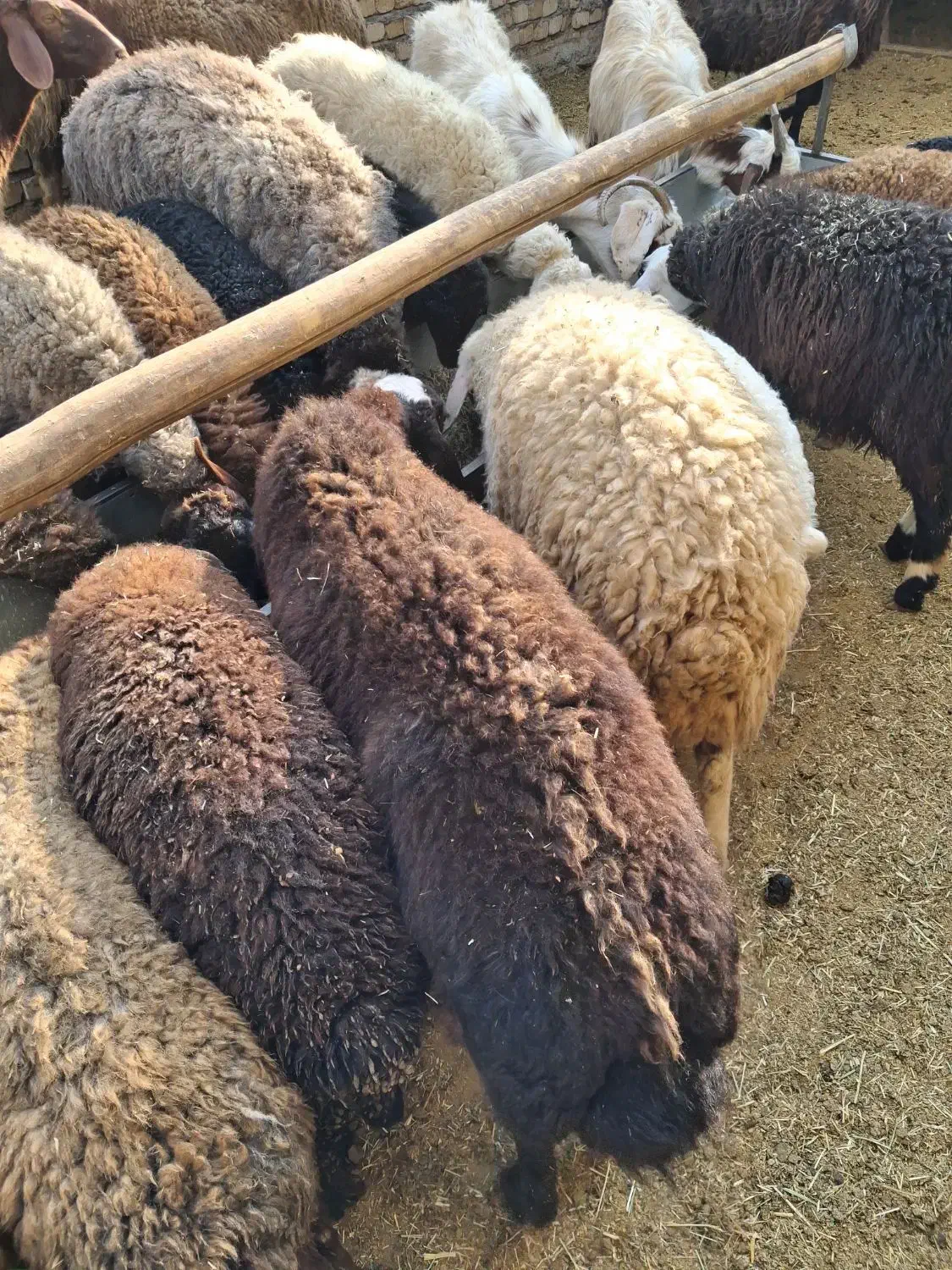 میش بره|حیوانات مزرعه|خنداب, |دیوار