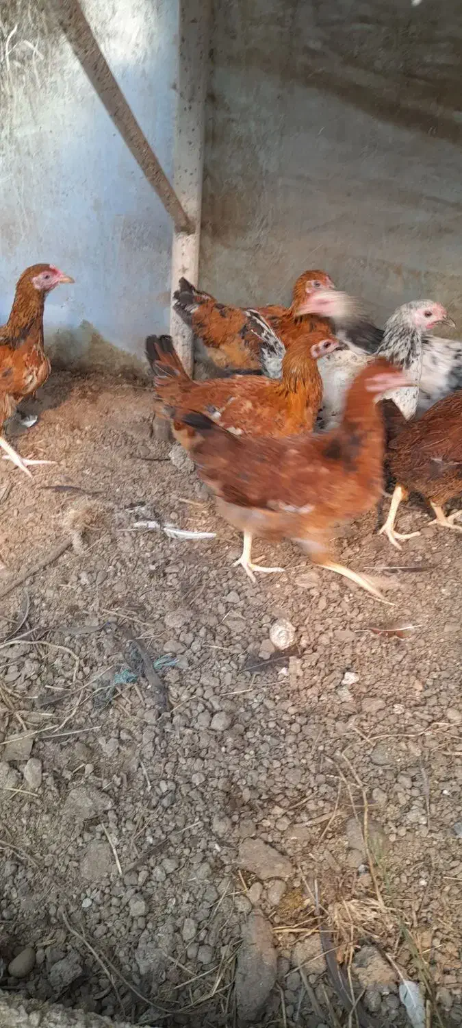 جوجه های گلپایگانی|حیوانات مزرعه|رودسر, |دیوار