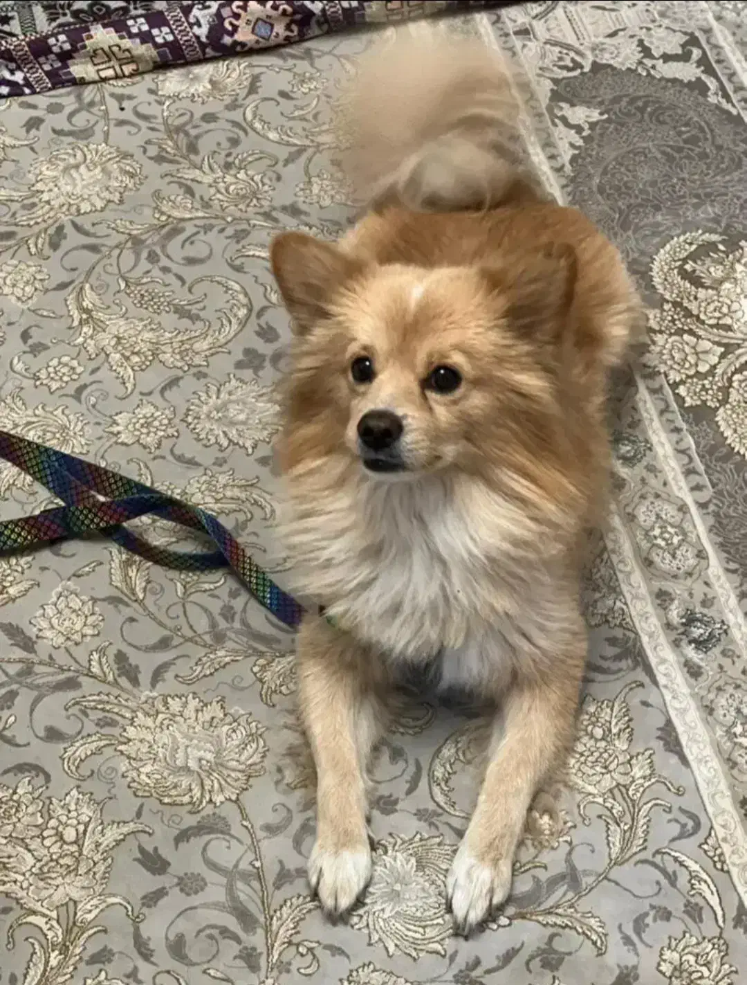 کوچولوی زیبا|سگ|قدس, شهرقدس|دیوار