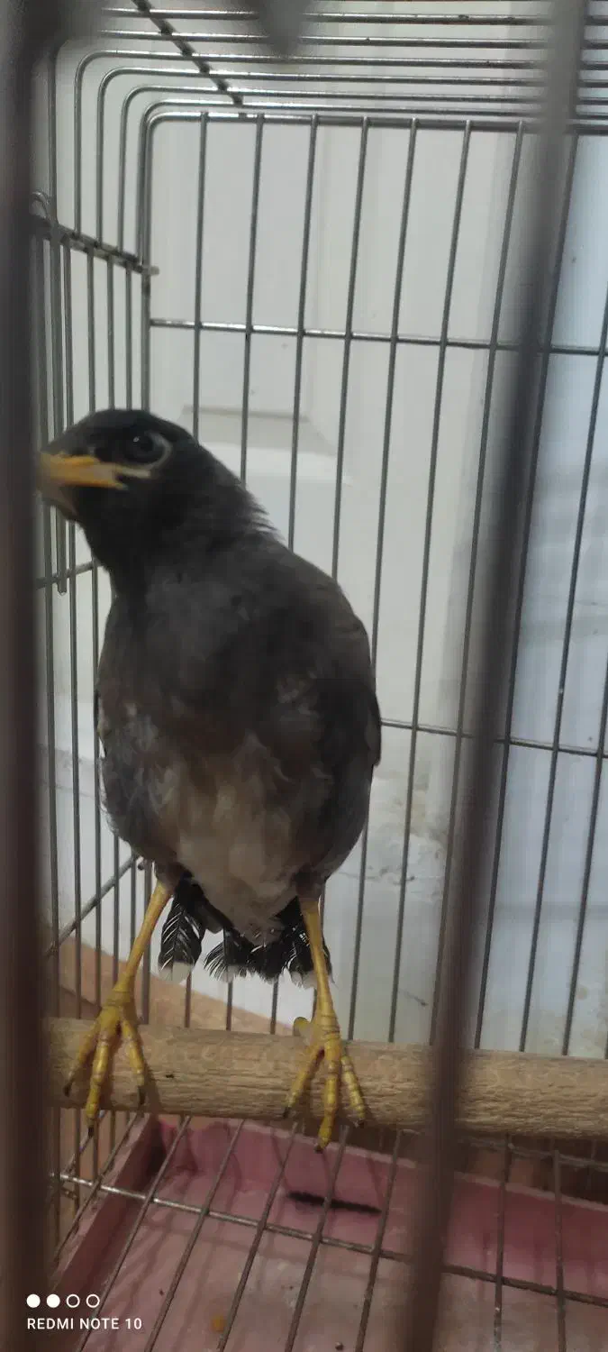 جوجه مینا دوماهه|پرنده|احمدآبادمستوفی, |دیوار