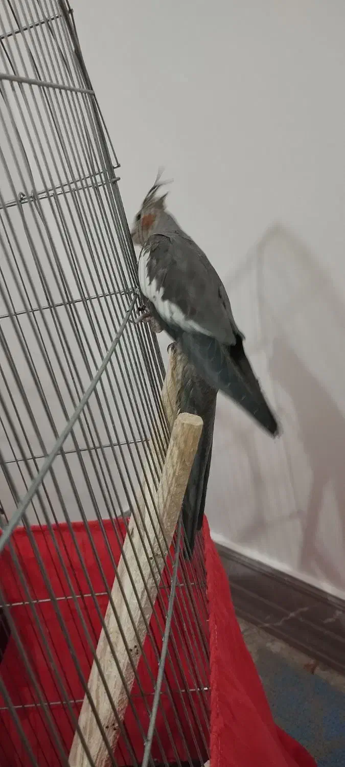 دوتا عروس هلندی سه ماه|پرنده|رباطکریم, شترخوار|دیوار