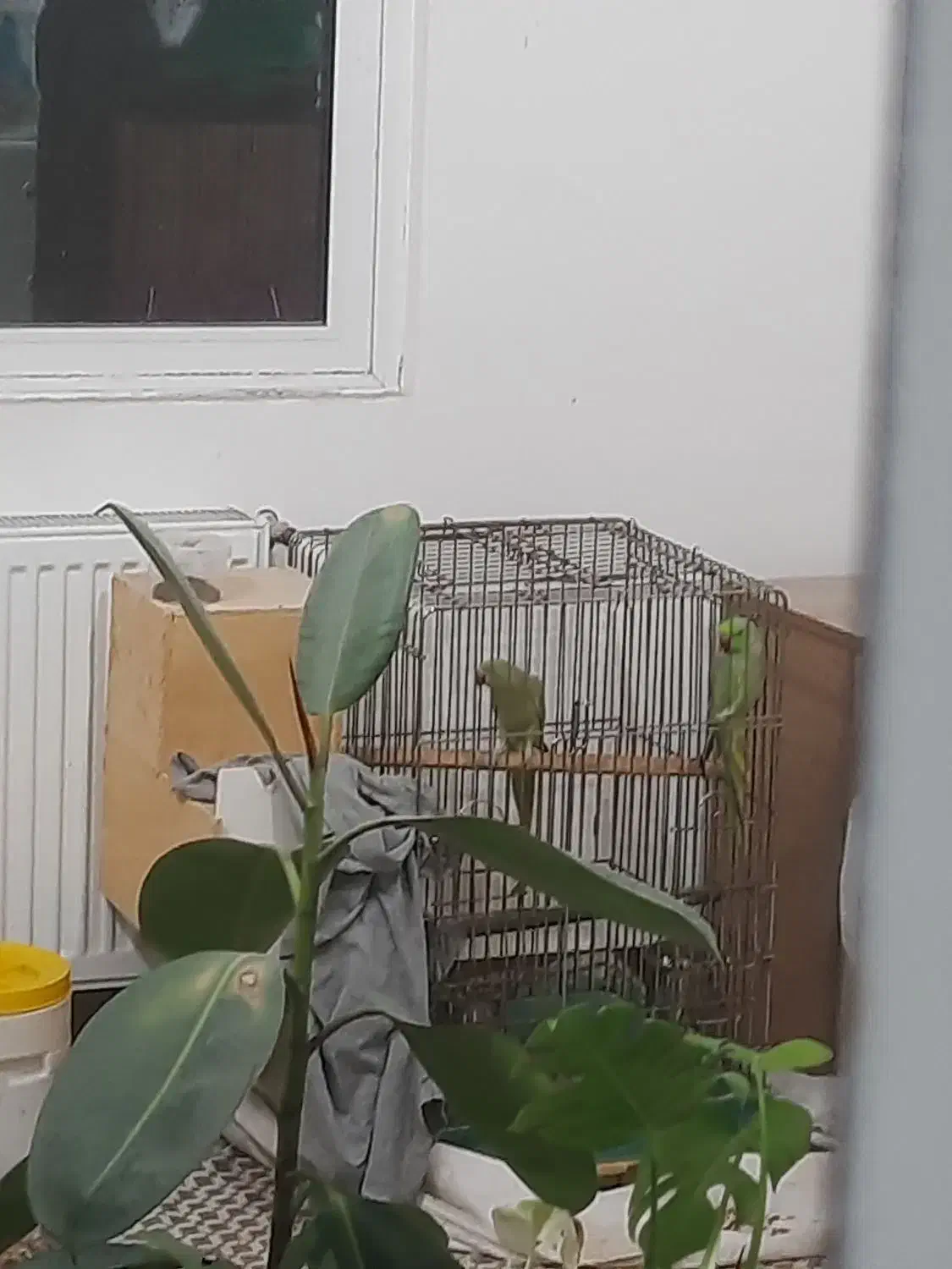 جفت طوطی ملنگو مولد خانگی .بدون قفس .تخفیف ندارد|پرنده|قائم‌شهر, |دیوار