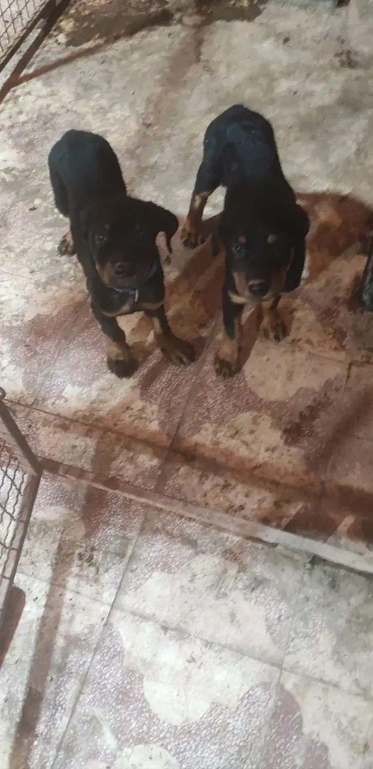 توله روتوایلر اصل|سگ|اهواز, کیانپارس |دیوار