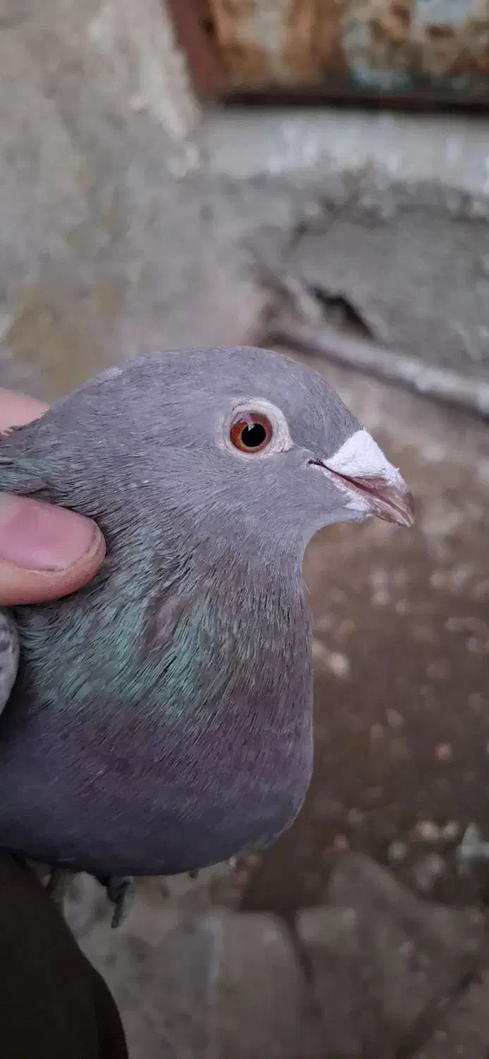 یک‌‌ جفت شامی بز‌|پرنده|سهند, |دیوار