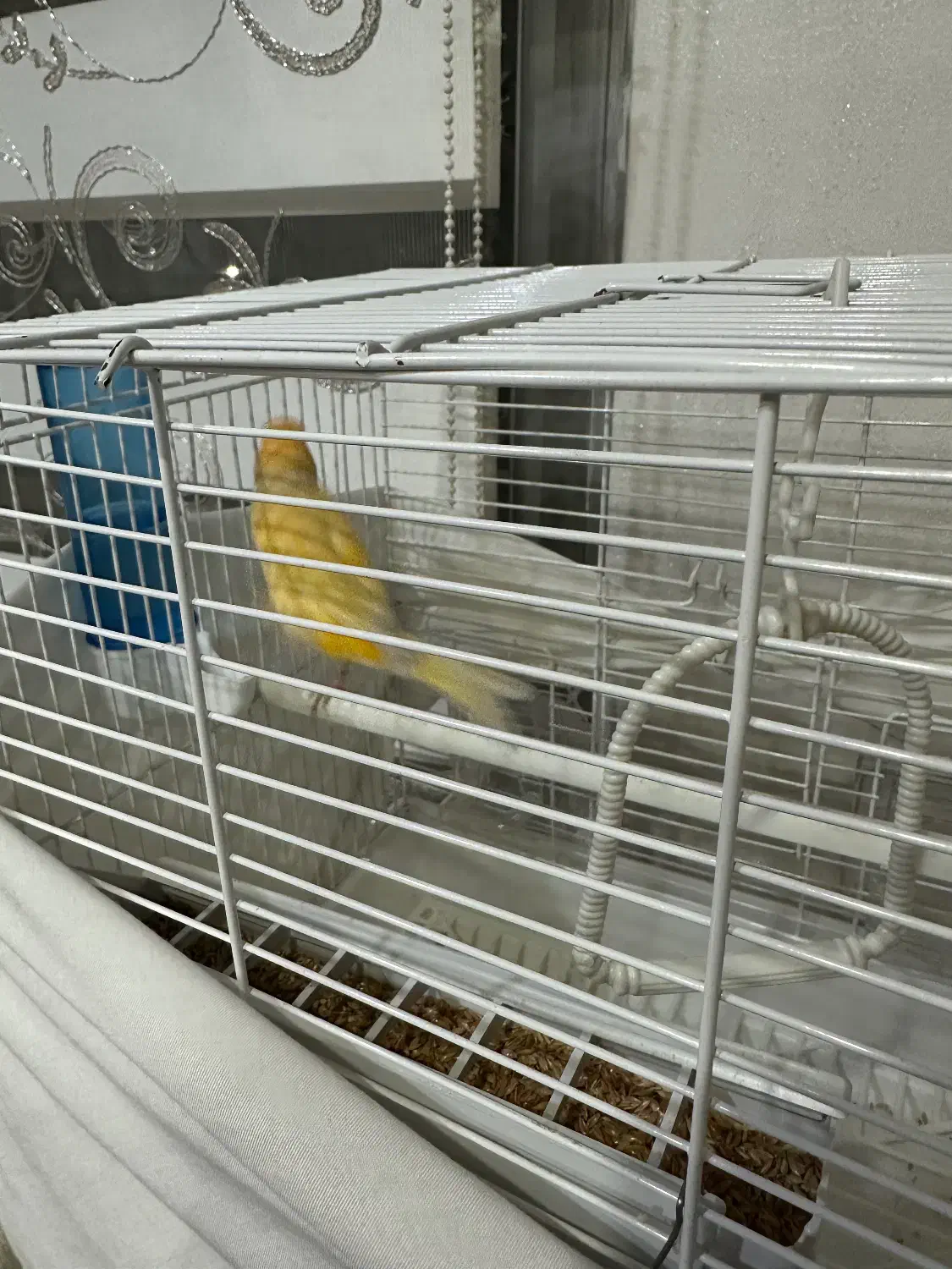 قناری نر و ماده|پرنده|تهران, پیکان شهر|دیوار