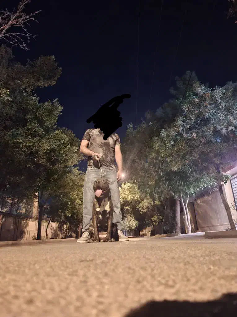 سگ پیتبول ماده|سگ|قم, نخودی|دیوار